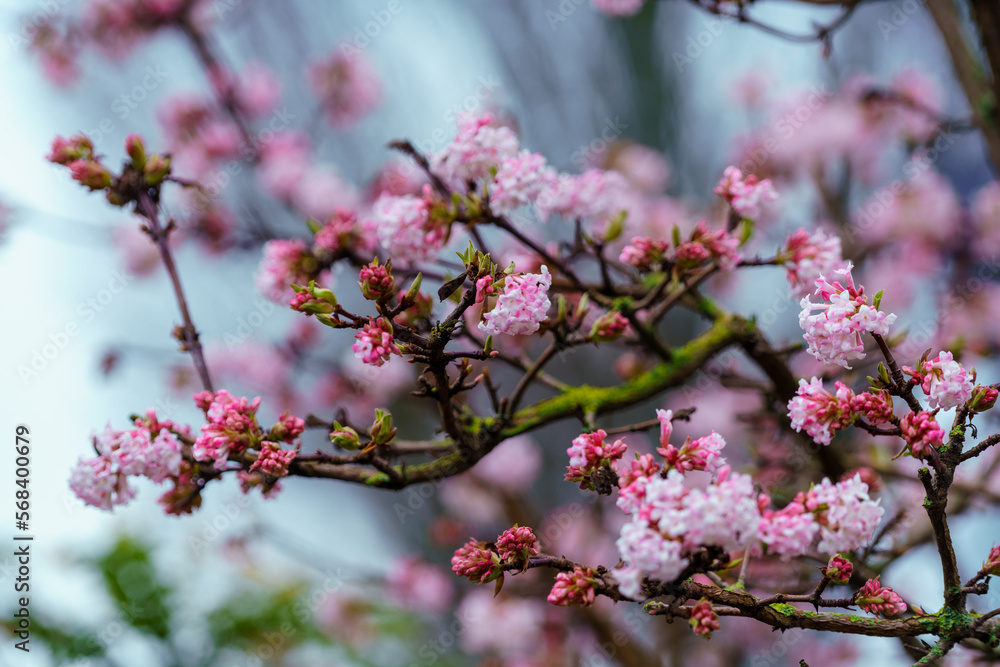 Pink trumpet shaped flower cluster of flowering shrub plant Viburnum Farreri Pink trumpet shaped flower cluster of flowering shrub plant Viburnum Farreri