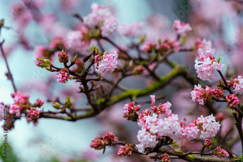 Schilderij op canvas Pink trumpet shaped flower cluster of flowering shrub plant Viburnum Farreri