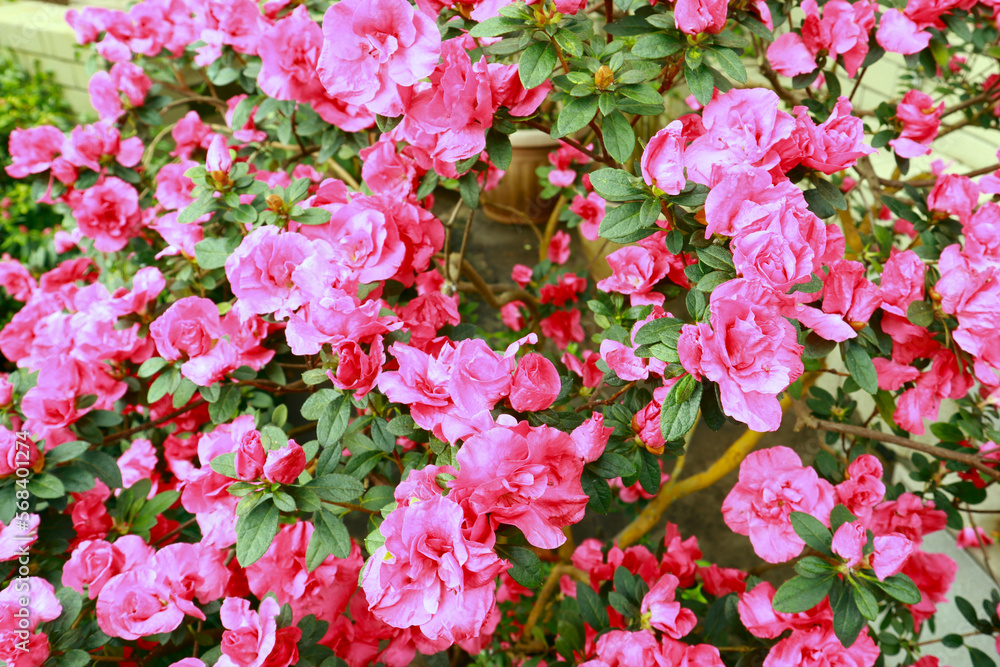 Close up view of pink Rhododendron (azalea) in greenhouse
Close up view of pink Rhododendron (azalea) in greenhouse