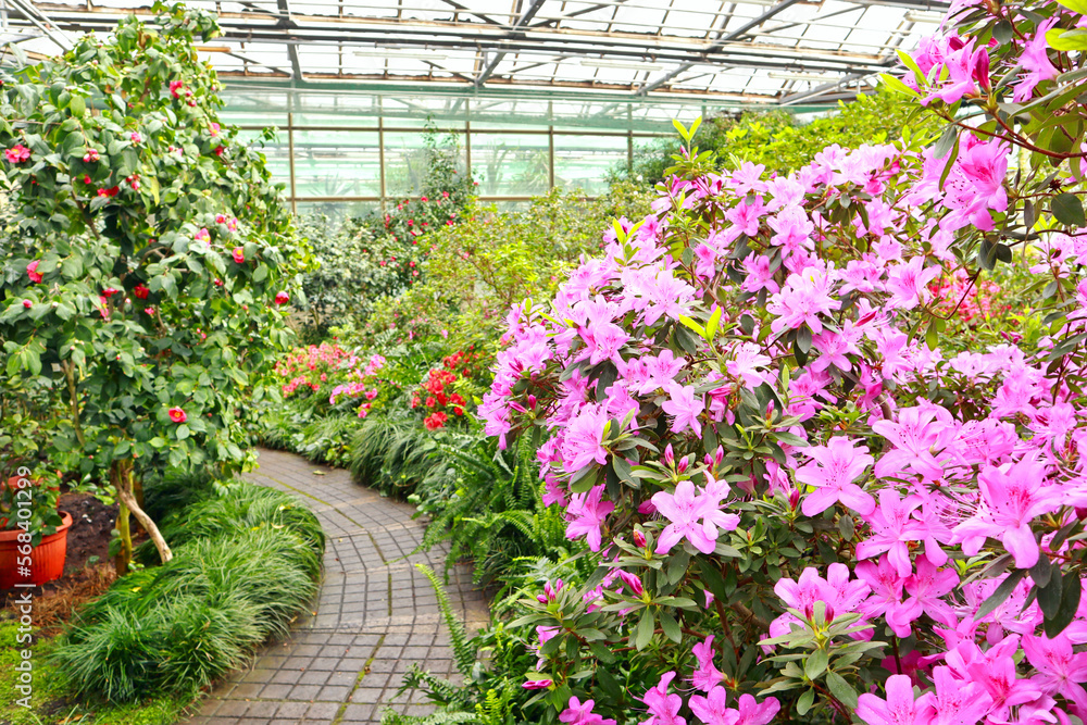 View of pink Rhododendron (azalea) in greenhouse	
