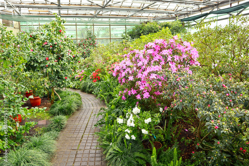 View of pink Rhododendron (azalea) in greenhouse	