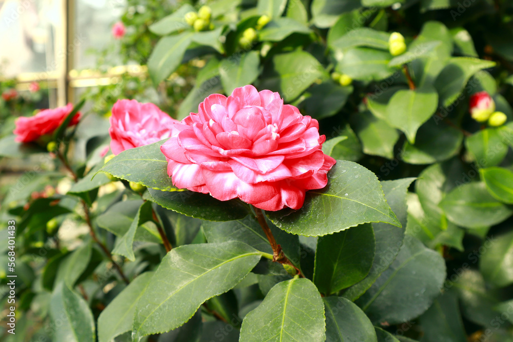 Close up view of pink Camellia japonica	