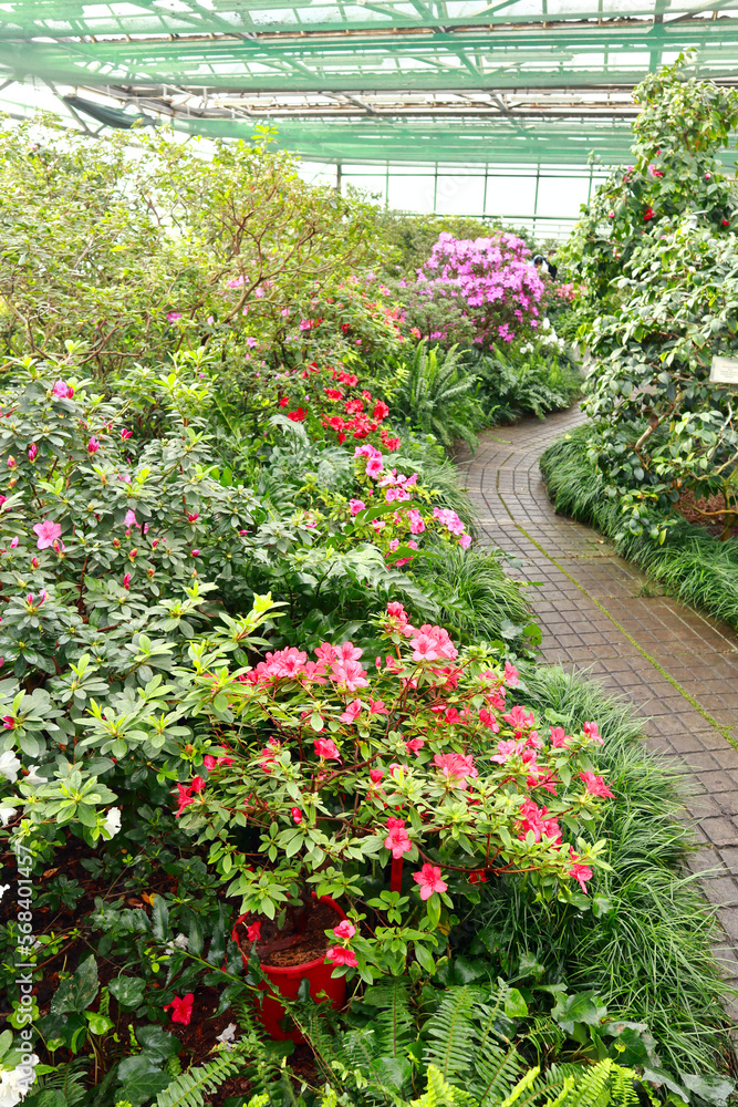  View of pink Rhododendron (azalea) in greenhouse