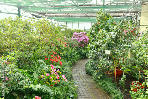 View of pink Rhododendron  azalea  in greenhouse