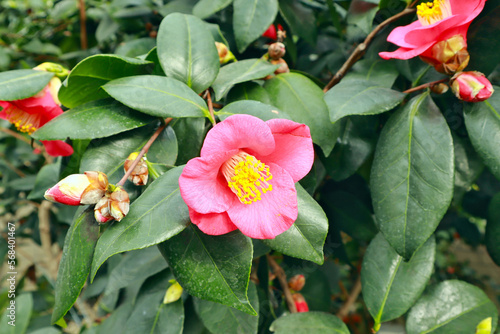 Close up view of Camellia oleifera Abel  photo