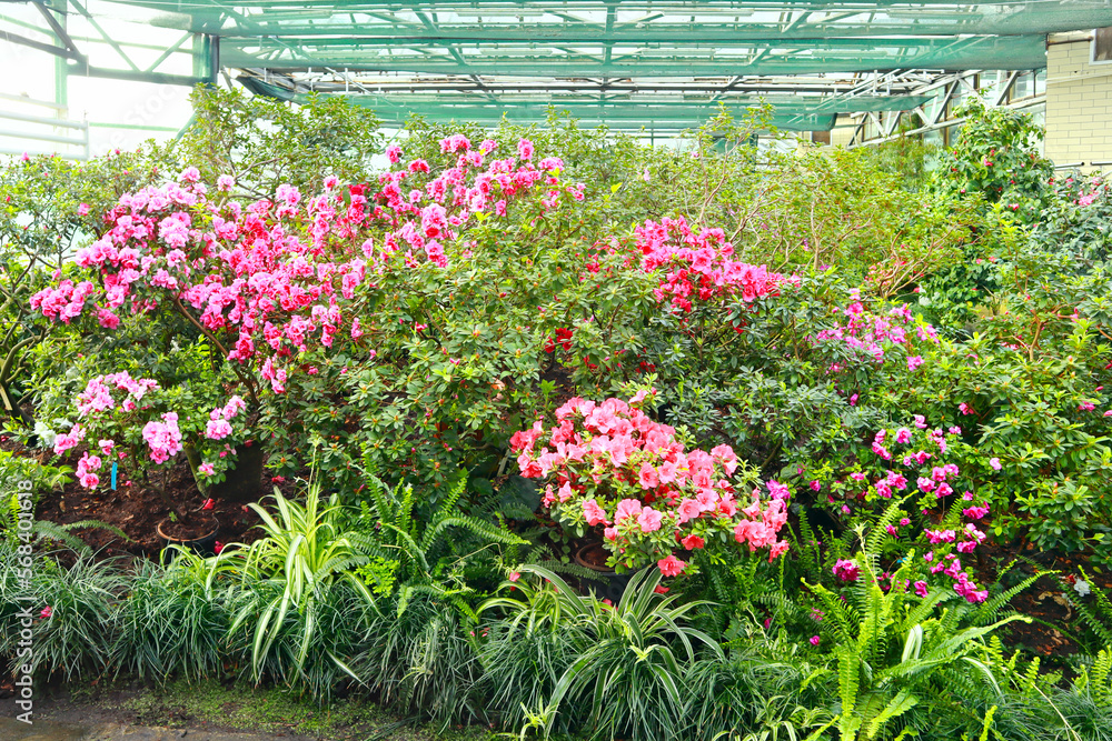View of pink Rhododendron (azalea) in greenhouse