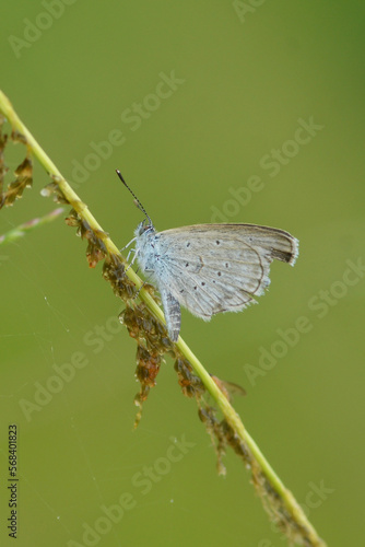 Wallpaper Mural butterfly on leaf Torontodigital.ca