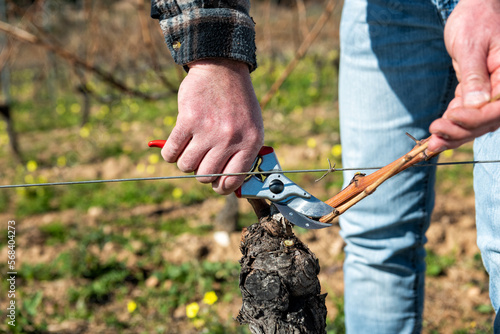 Winegrower pruning the vineyard with professional steel scissors. Traditional agriculture. Winter pruning, Guyot method. photo