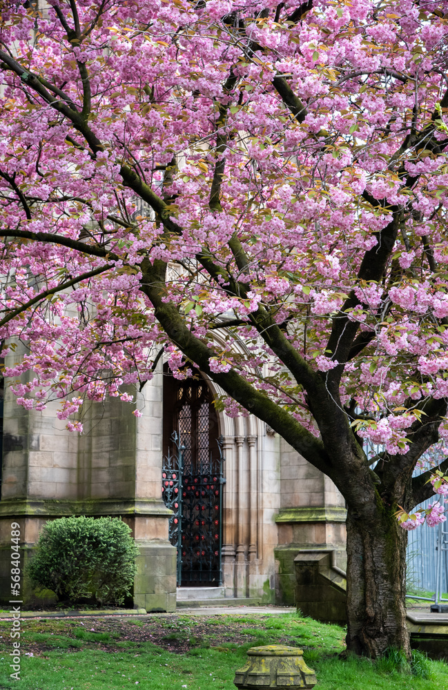 Naklejka premium Blossom of pink flowers in a cherry tree in the city center of Manchester UK