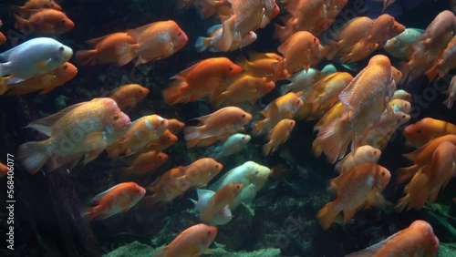 Midas cichlid in aquarium, Amphilophus citrinellus funny orange fish with big forehead slow motion.
