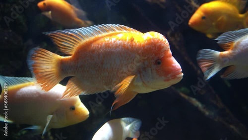 Midas cichlid in aquarium, Amphilophus citrinellus funny orange fish with big forehead photo