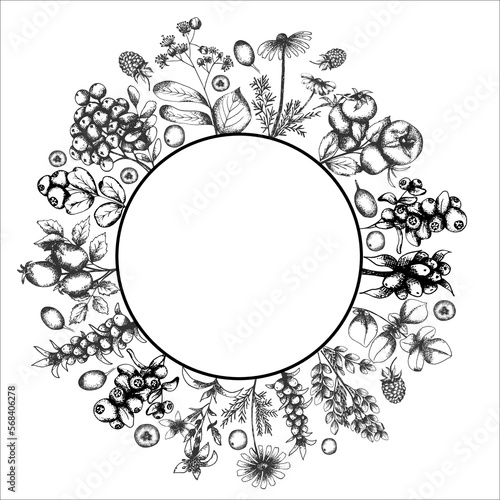 Hand drawn vector tea herb Illustration. Detailed retro style clipart in color. Vintage sketch frame for labels, packaging and cards design. Herbal tea frame