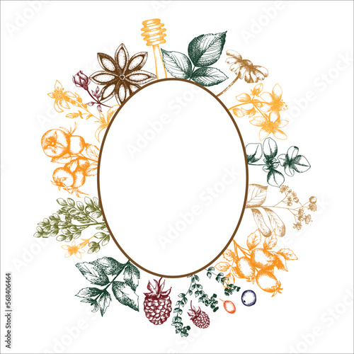 Hand drawn vector tea herb Illustration. Detailed retro style clipart in color. Vintage sketch frame for labels, packaging and cards design. Herbal tea frame