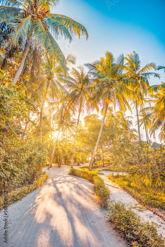 Romantic vibes of tropical palm trees sun rays forest pathway. Outdoor sunset exotic foliage, closeup nature landscape. Coconut palm trees and shining sun beams over bright sky. Summer spring nature © icemanphotos