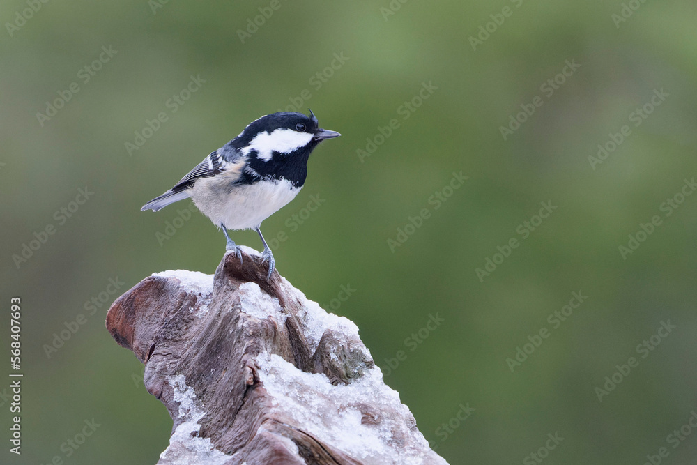 Fototapeta premium Cole Tit (Periparus ater)