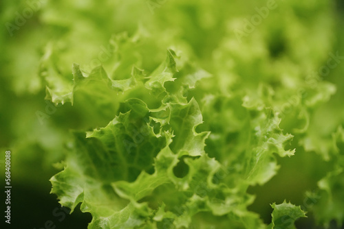 Fresh lettuce leaves