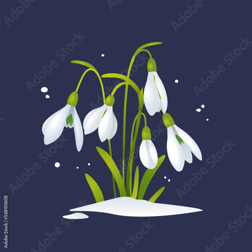 Vector snowdrop illustration. Spring concept

