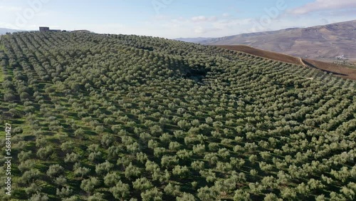 Campo di olivi in collina photo