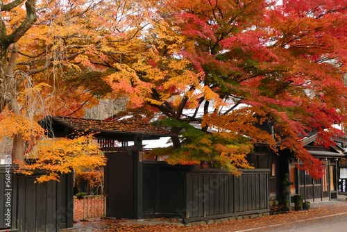《角館の紅葉》秋