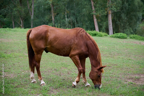 Horse eating grass on a green meadow in the summer. © Robert