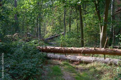 Fallen trees on a path in a green forest