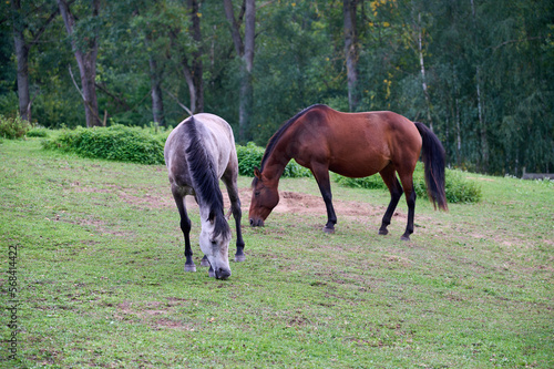 Horses grazing on a green meadow by the forest © Robert
