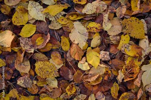 Fallen autumn leaves on the ground in the park. Autumn background
