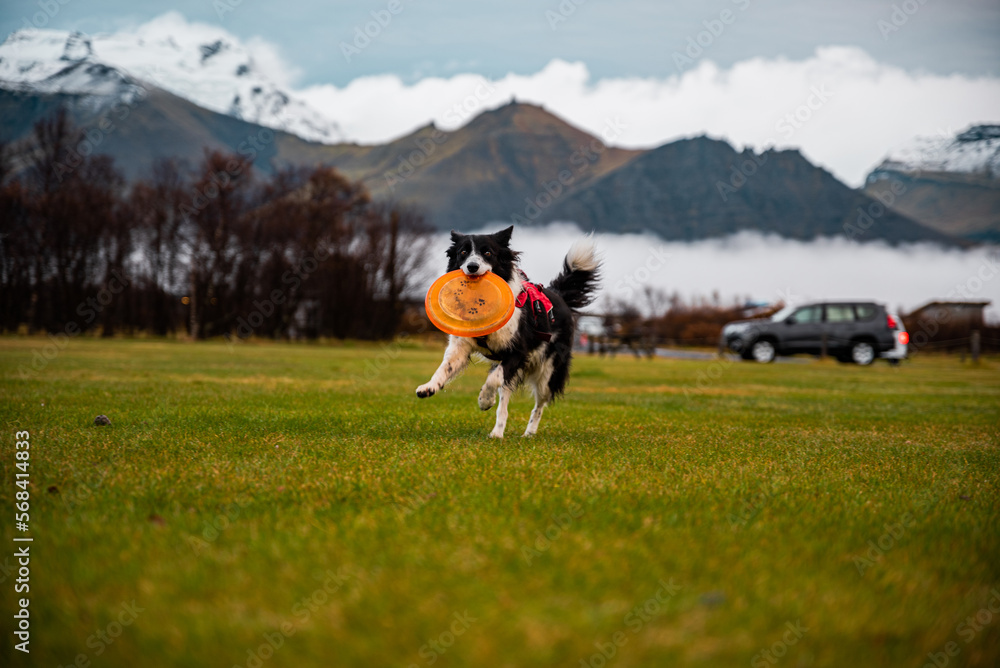 Collie dog playing with a frisbee in Iceland with blurred mountains and cars behind