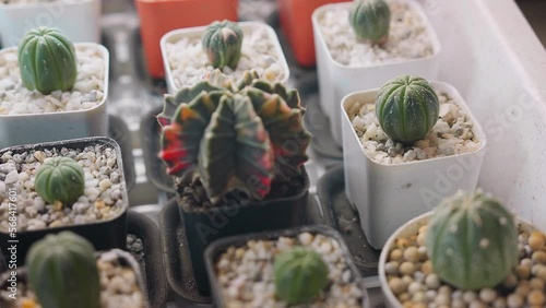 Small decoration cactus pot on table