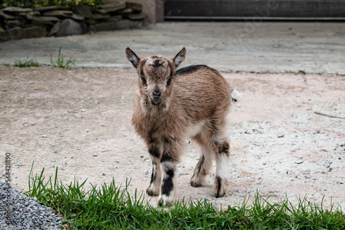 Fototapeta Naklejka Na Ścianę i Meble -  kiddy. a newborn baby goat