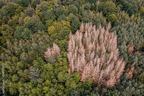 A group of dead spruces are a sign of forest dieback in Germany