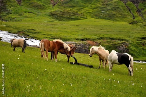 A group of curious Icelandic ponies who came to see a man lying in the grass. Friendly horses from Iceland. 