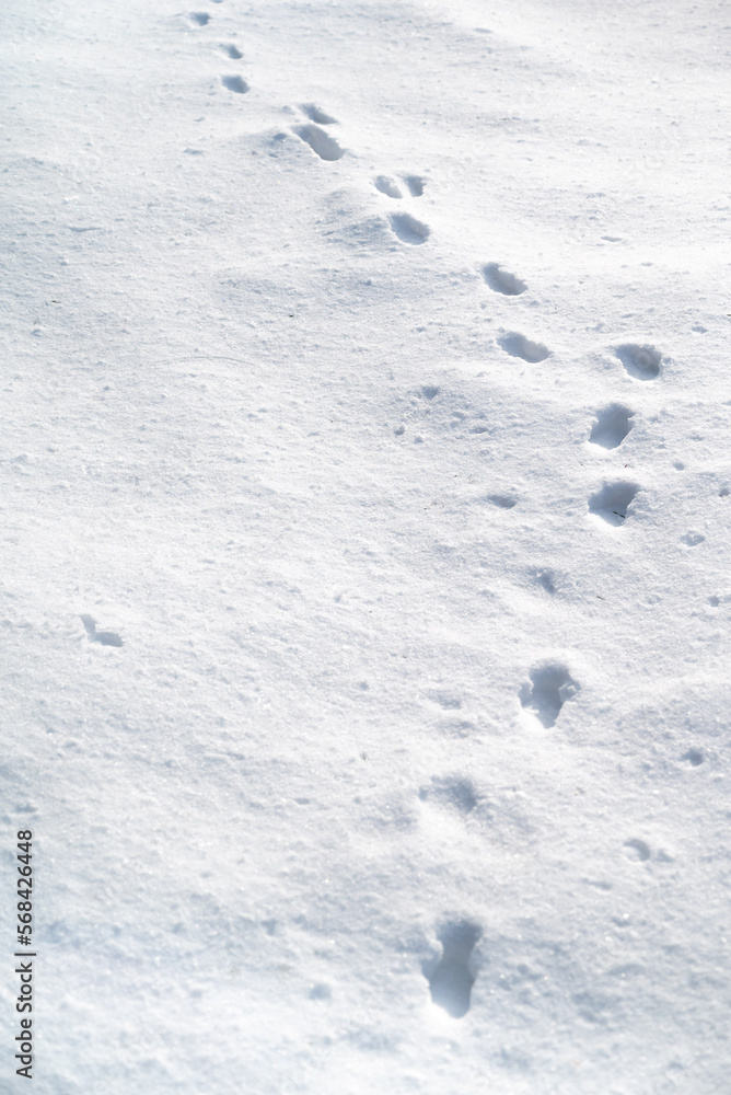 Footsteps in the snow.Footprints of animals in the snow.Winter trail and stalking concept.Trace line in the ice.Marking wild animals in the wild Footsteps in the snow.Footprints of animals in the snow.Winter trail and stalking concept.Trace line in the ice.Marking wild animals in the wild