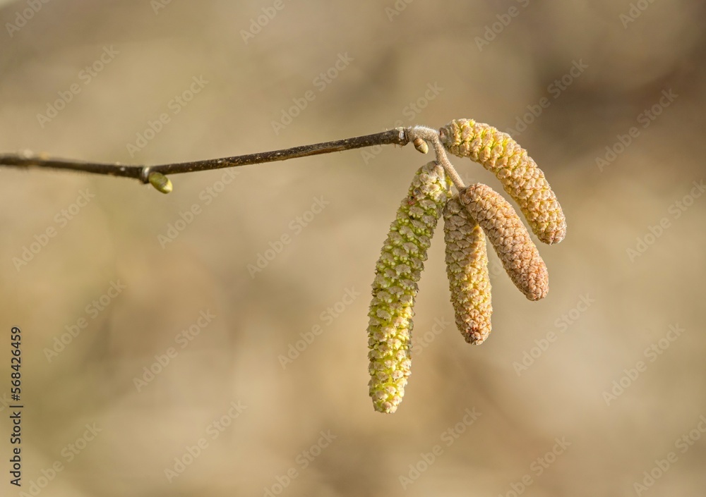Cats are one of the symbols of spring and Easter. Typically, they are twigs of the willow, with partially budding buds - flowers Cats are one of the symbols of spring and Easter. Typically, they are twigs of the willow, with partially budding buds - flowers