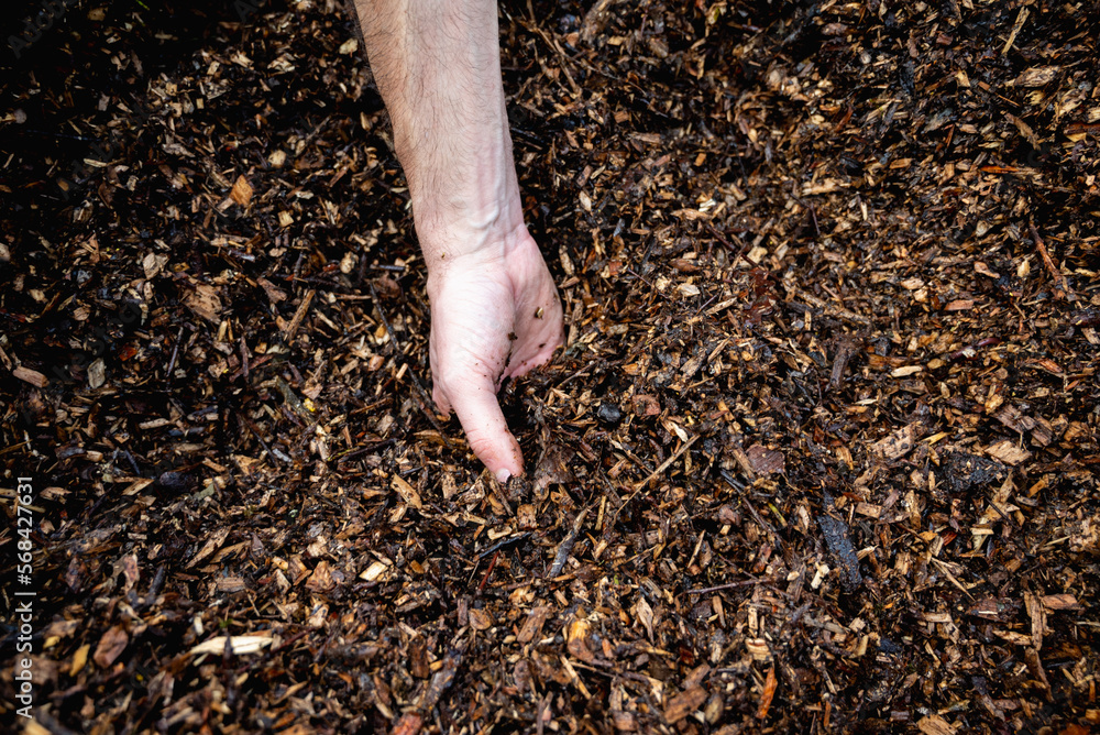 Hands holding wood shavings for the garden.Mulching evergreen bed with