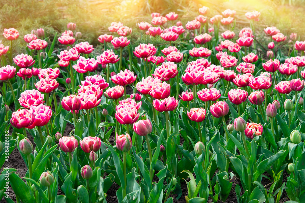 Pink tulips bloom under sunshine in the garden.	