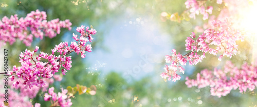 Spring tree with pink flowers. Spring border or background art with pink blossom. Beautiful nature scene with blossoming tree and sunlight. 