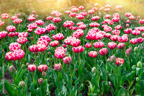 Pink tulips bloom under sunshine in the garden. 