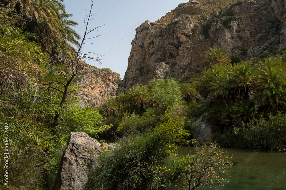 Cretan Palm (Phoenix theophrasti) group in a gorge with a small creek at Preveli in south Crete, Greece