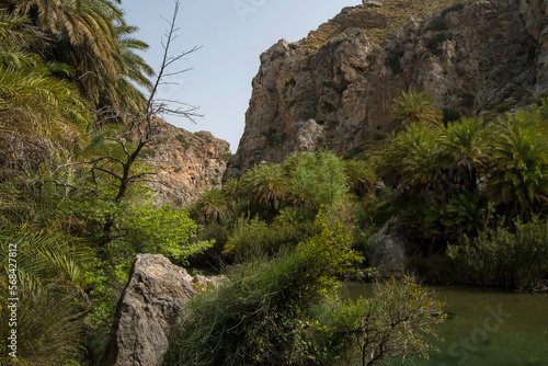 Cretan Palm (Phoenix theophrasti) group in a gorge with a small creek at Preveli in south Crete, Greece