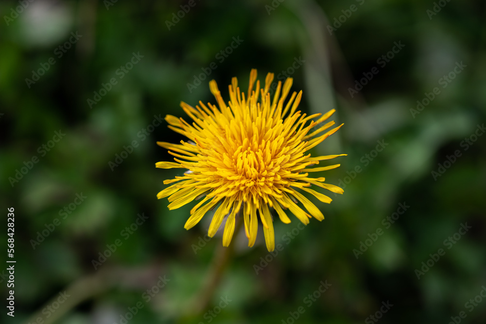 yellow dandelion close up. yellow dandelion isolated yellow dandelion close up. yellow dandelion isolated