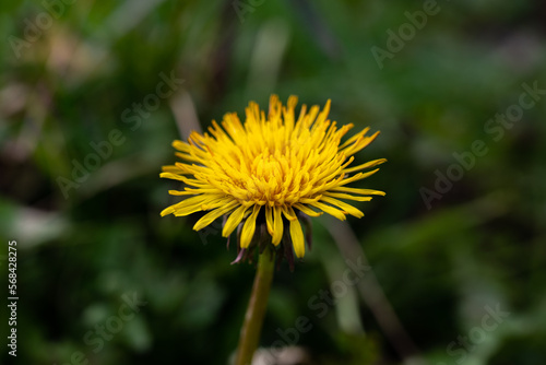 yellow dandelion close up. yellow dandelion isolated