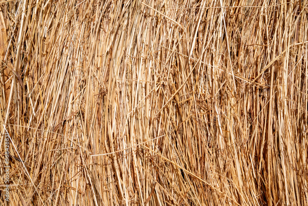 dry straw collected for animal feed.Bale of hay.Pile of hay on the farm.A day in the barn.Pile of hay in dry bales.Place to put text dry straw collected for animal feed.Bale of hay.Pile of hay on the farm.A day in the barn.Pile of hay in dry bales.Place to put text
