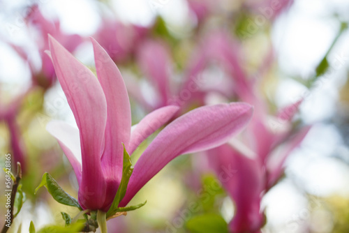 Fototapeta Naklejka Na Ścianę i Meble -  Flower macro. Beautiful pastel floral border, perfect blurred background