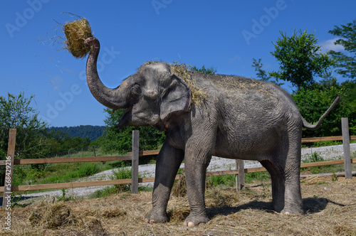The Asian elephant raised a bundle of straw in its trunk above its head. Horizontal  close-up.