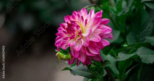  Panorama pink dahlias blooming in botanical garden