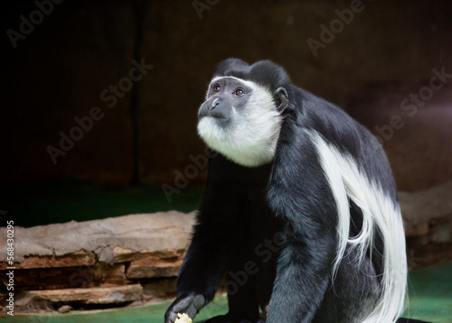 Black-and-white colobus monkey.
 It is a species of monkeys of the monkey family of the primate order. It is found everywhere in the central part of Africa. photo