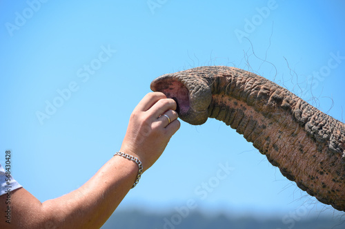 Photography A man's hand puts a piece of food in the trunk of an Asian elephant