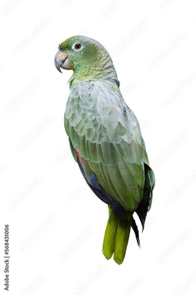 Fototapeta premium Mealy parrot. Amazona farinosa