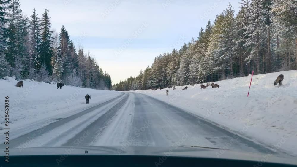 A group of moose or Elk walking in the beside Swedish road to protect its family from oncoming cars. A beautiful animal photographed during the Swedish winter. 4K copyspace. A group of moose or Elk walking in the beside Swedish road to protect its family from oncoming cars. A beautiful animal photographed during the Swedish winter. 4K copyspace.
